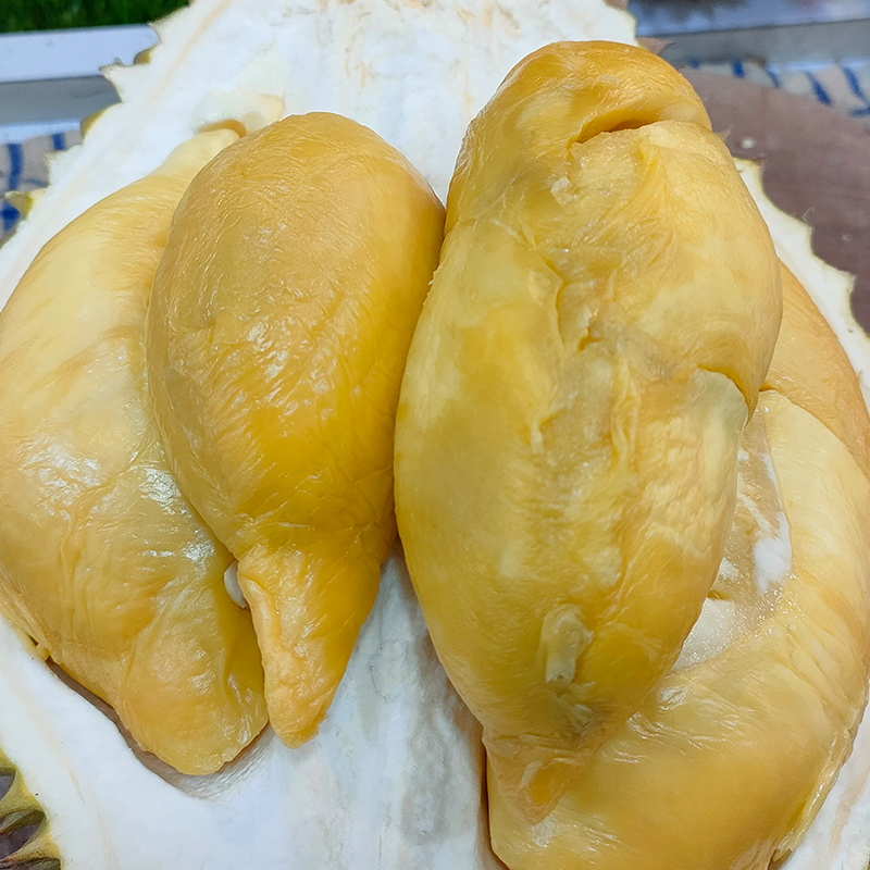 varian terbaik untuk durian lokal matahari 